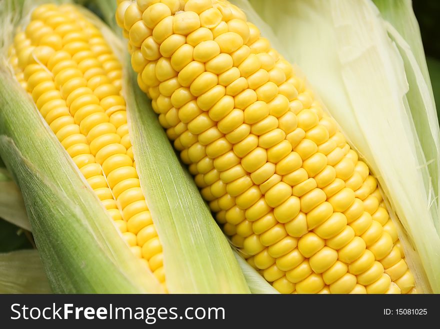 Corn is rich in fiber and delicious. Corn is rich in fiber and delicious