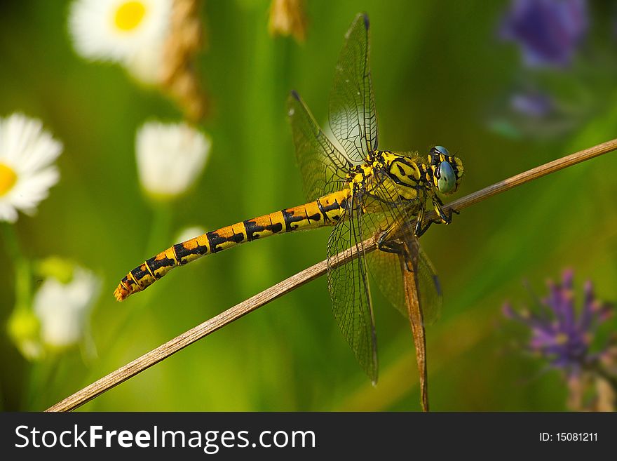 Colorful Dragonfly On A Colorful Lawn