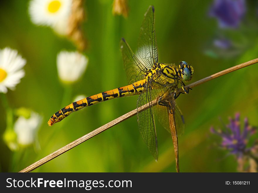 Insect Macro of a Yellow Dragonfly. Insect Macro of a Yellow Dragonfly