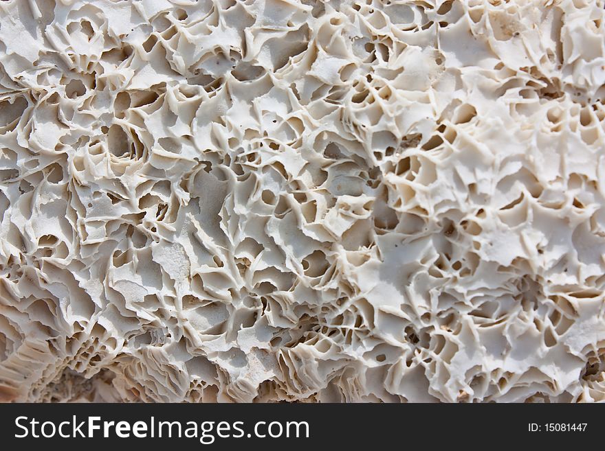 Texture of beautiful white coral