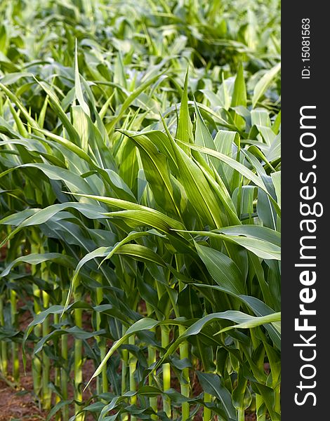 Field Of Maize In The Summer