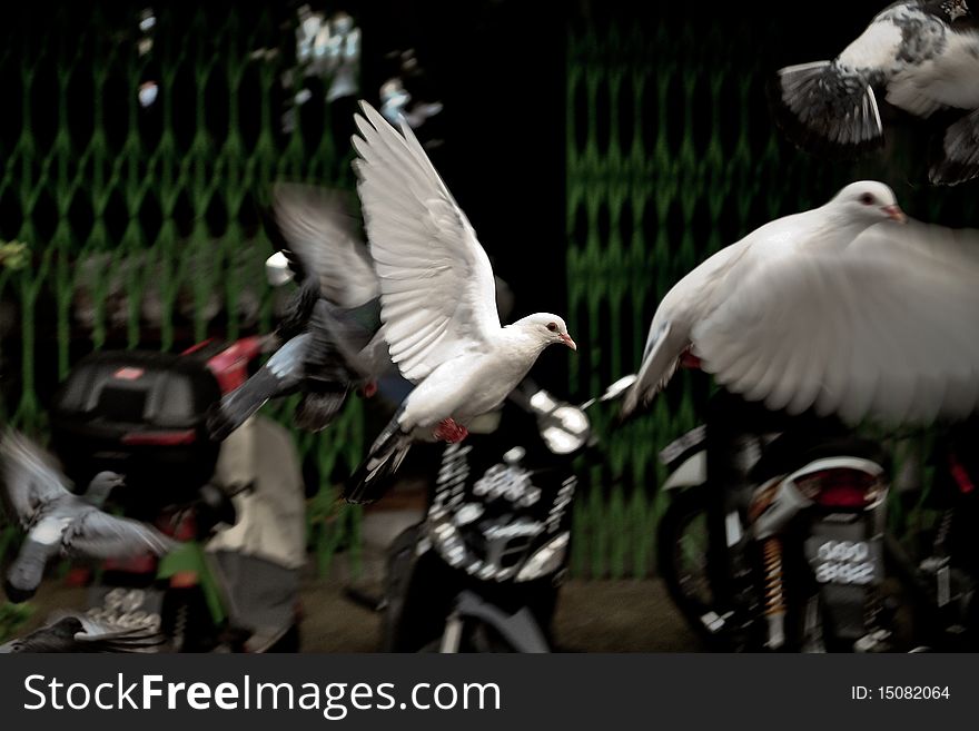 White flying Pigeon In the early morning. White flying Pigeon In the early morning