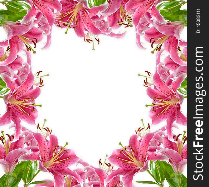 Frame of pink lilies