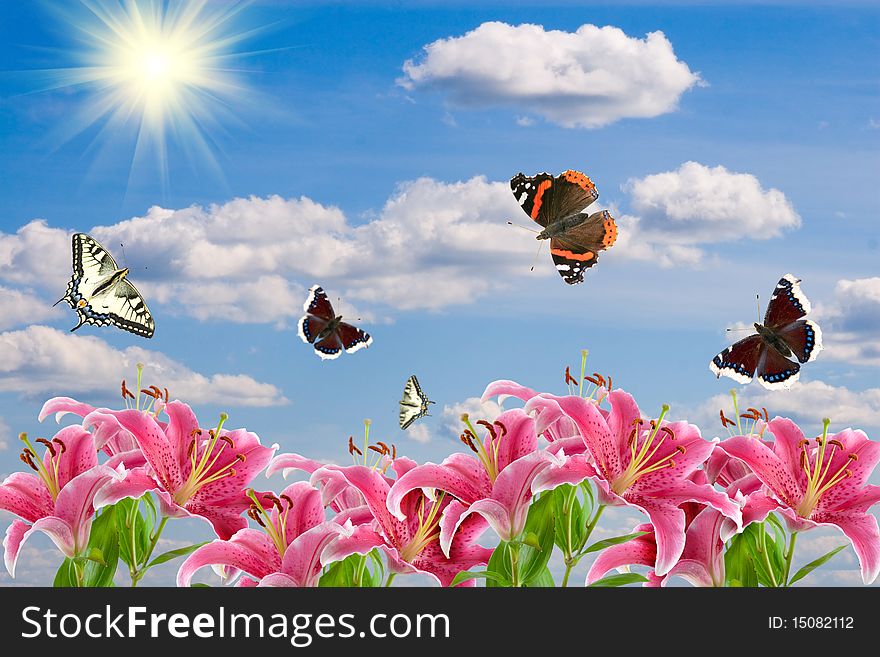 Pink lilies and a butterflies on the background of cloudy sky with the sun