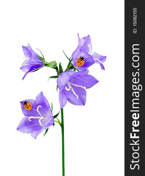 Bluebell and ladybirds isolated on a white background