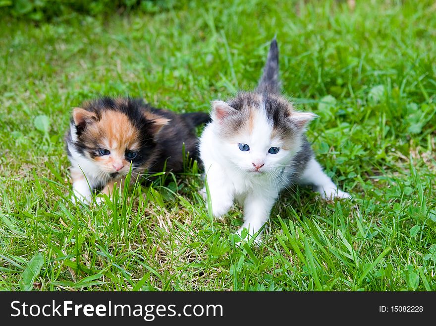 Two little kittens on the green grass