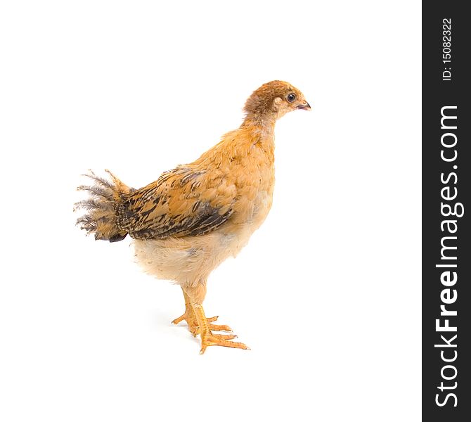 Brown young chicken on a white background
