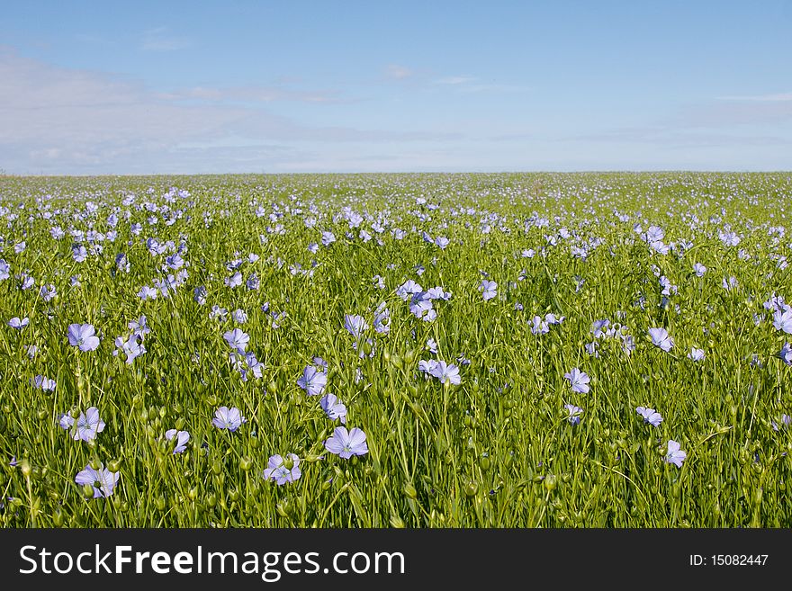 Lila flower field taken nearby Cap Gris Nez in France. Lila flower field taken nearby Cap Gris Nez in France