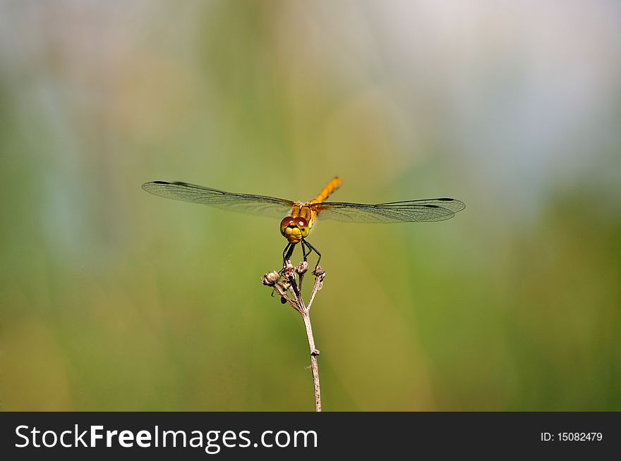 Ruddy Darter Yellow Dragonfly on mild background