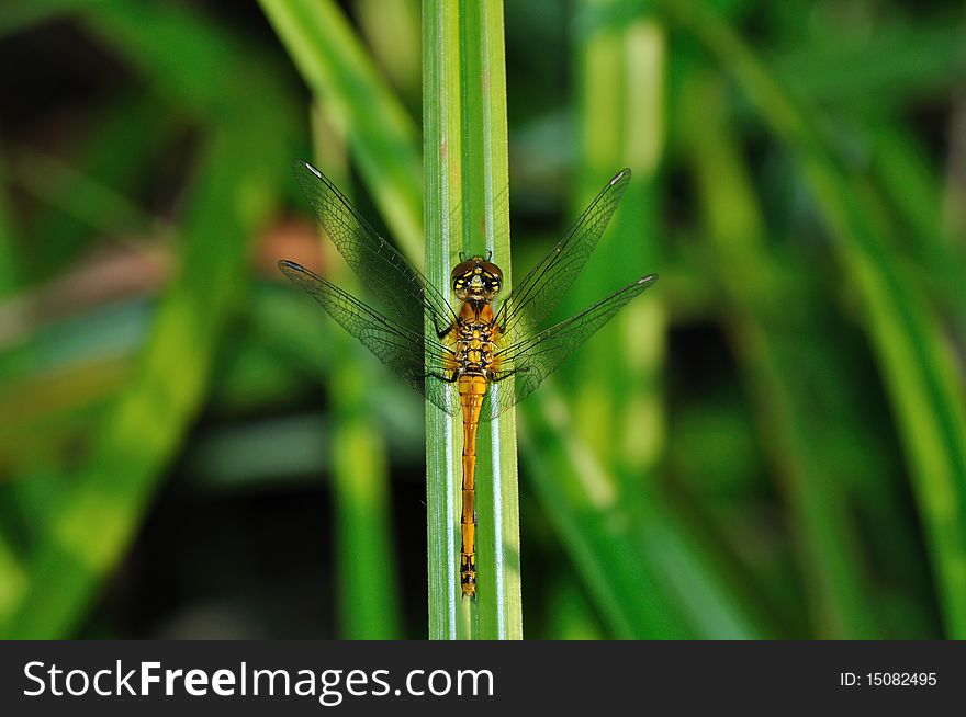 Ruddy Darter Dragonfly in green grass