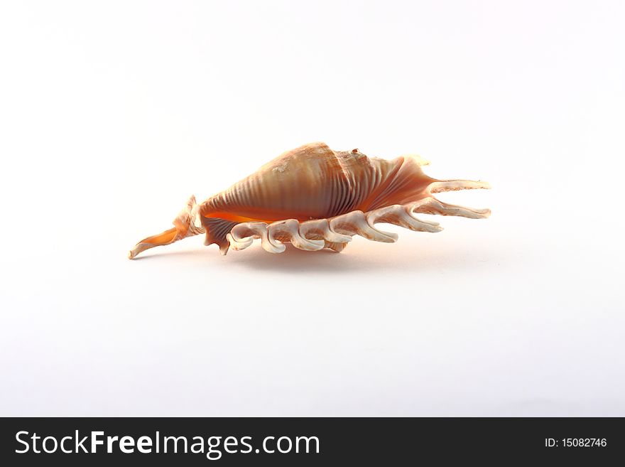 Close-up photo of red sea shell isolated on white