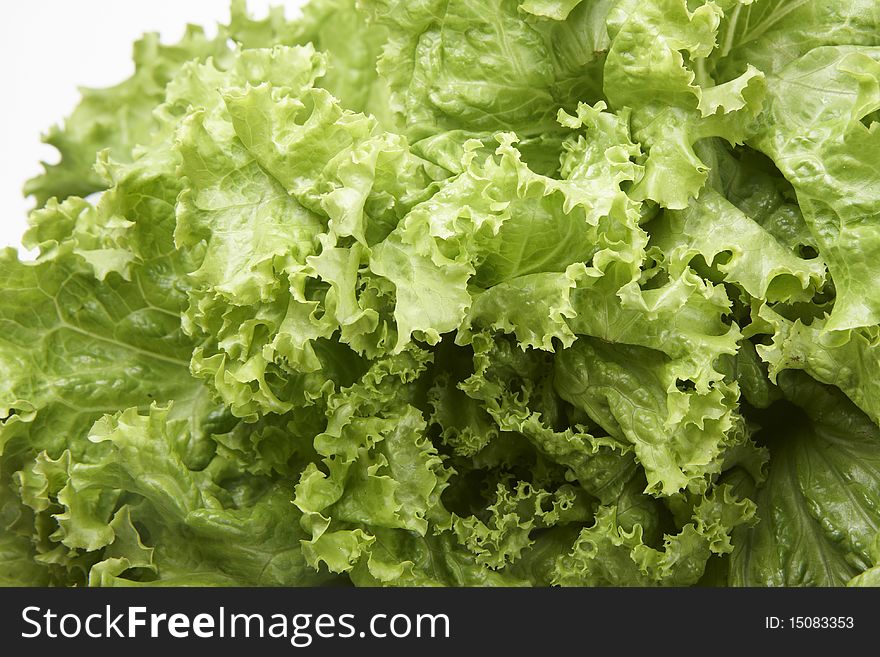 Close up of fresh butter-head lettuce isolated on white background