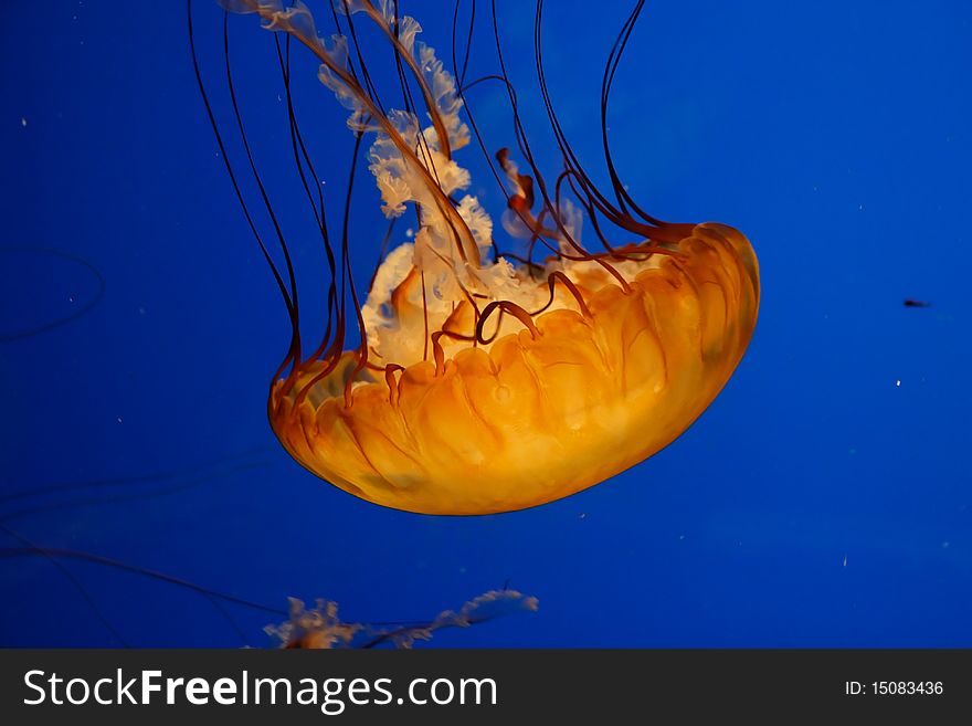 Jellyfish in the San Francisco Aquarium