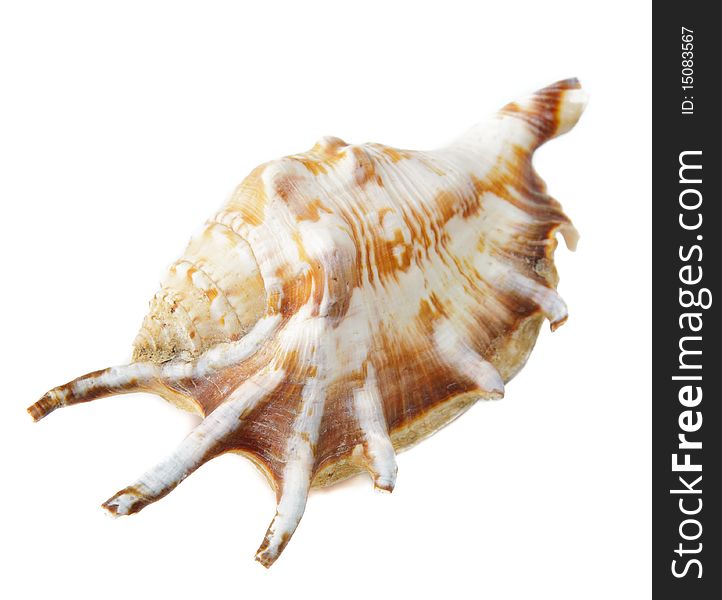 Sea unusual cockleshell on a white background