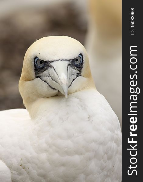 Angry nortern gannet looking at you