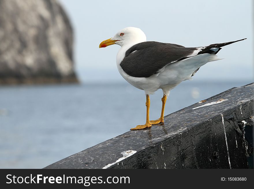 Animals: Sea gull sitting on a boat