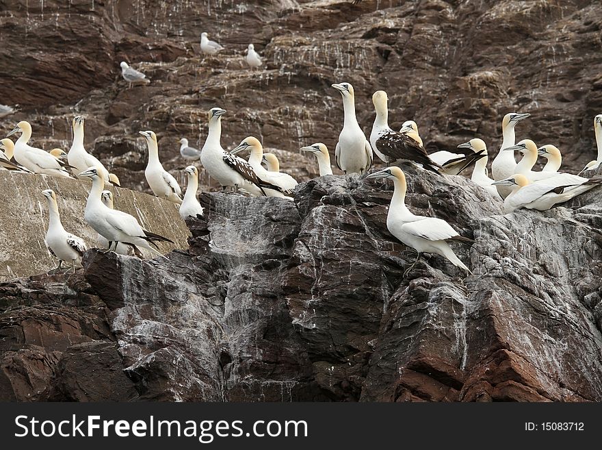 Group Of Northern Gannet Birds On A Cliff