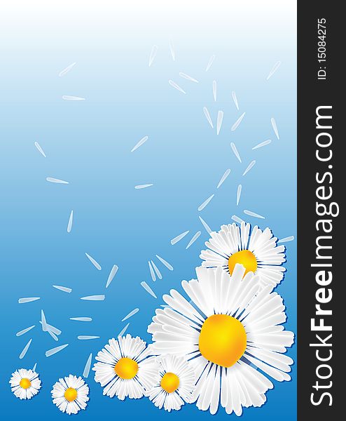 Camomile Background vector illustration flower