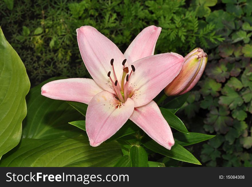 Picture of garden lily on green leaves