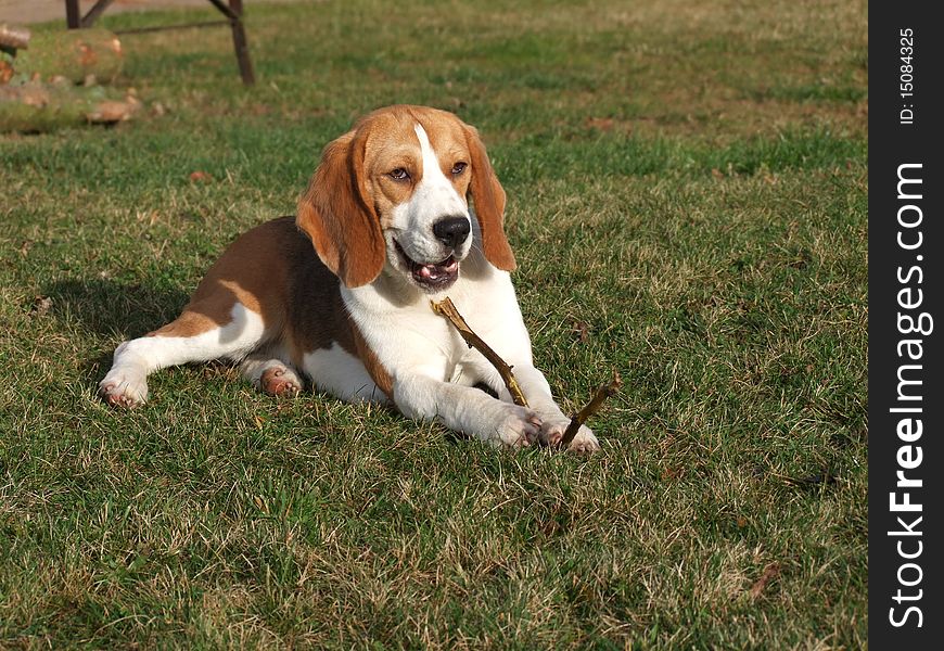 Beuatiful dog lies in a sunny garden. Beuatiful dog lies in a sunny garden