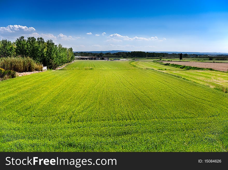 Green wheat meadow in summer time under blue sky. Green wheat meadow in summer time under blue sky