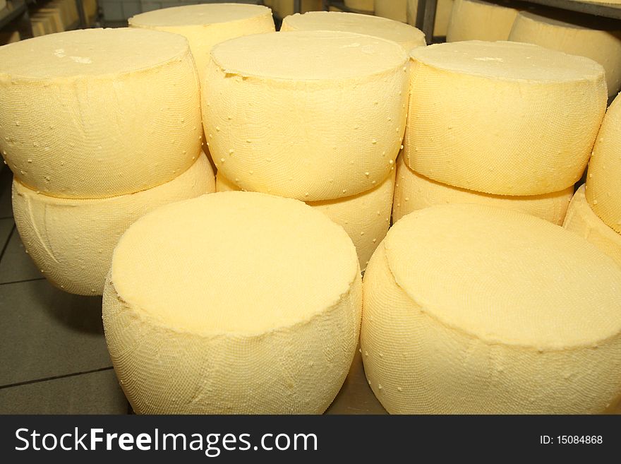 Perfect whole swiss cheese in rows