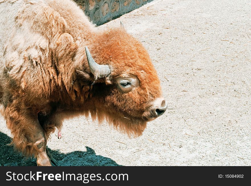 American bison in the zoo