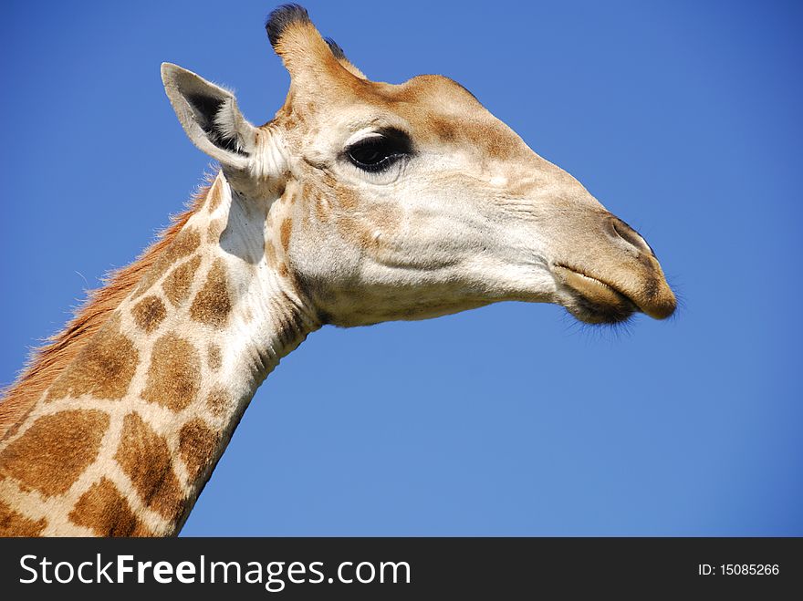 Giraffe head shot in Africa with blue sky in the background.