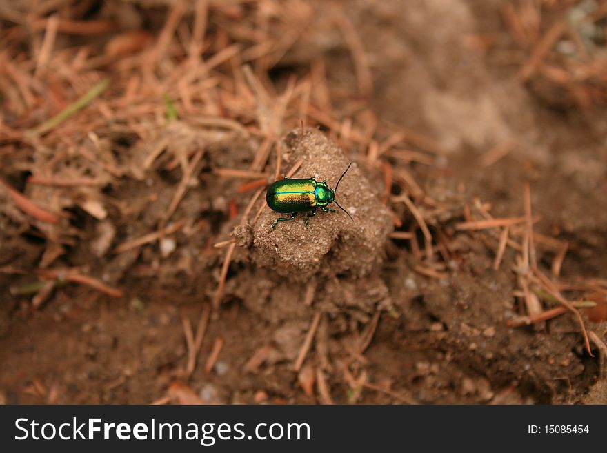 Little green bug on hay