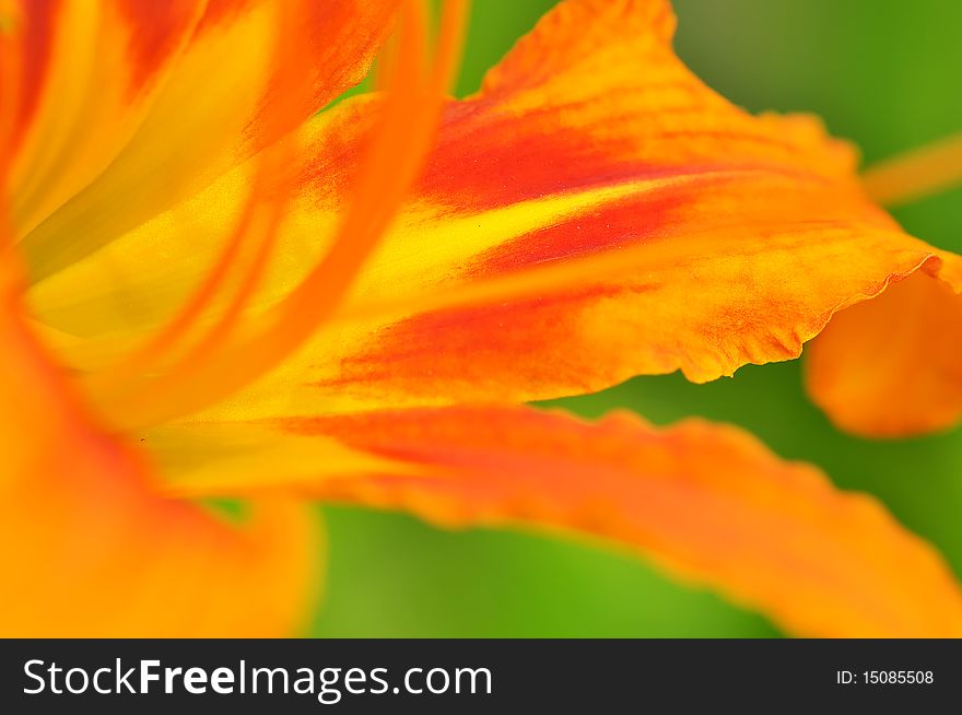 Beautiful orange color Hemerocallis close up, presenting its pistil, stamen and pollen. Beautiful orange color Hemerocallis close up, presenting its pistil, stamen and pollen.