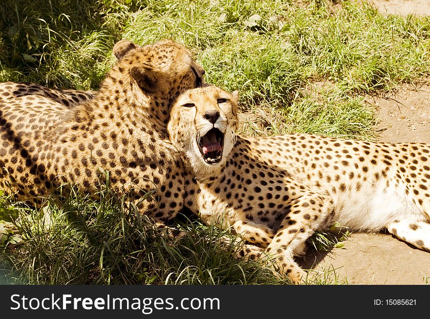 Two cheetahs playing and resting