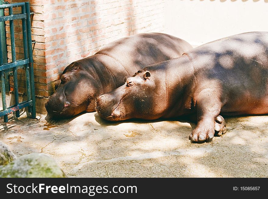 Two hippos at a zoo taking a nap