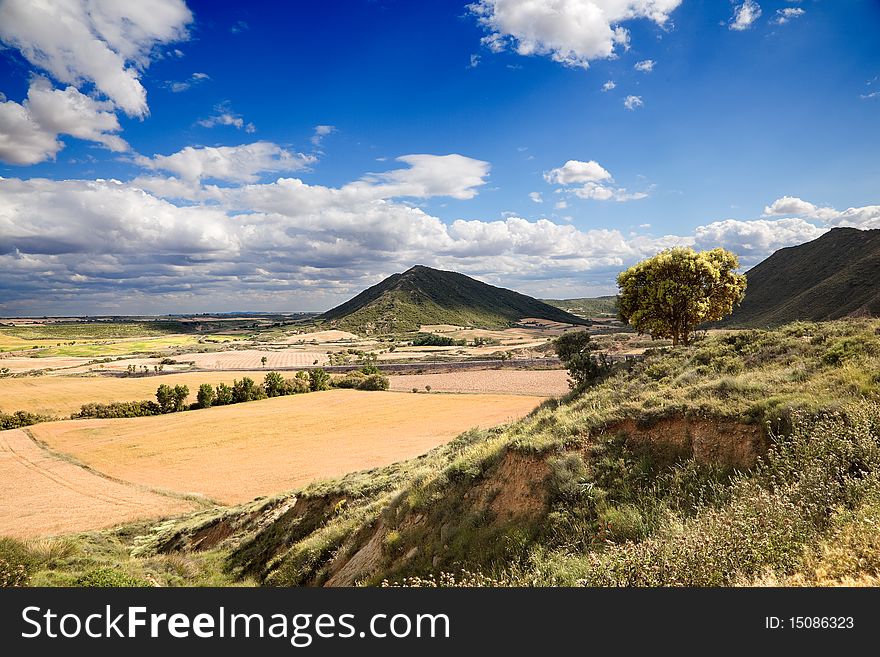 Rural landscape with tree and crop fields