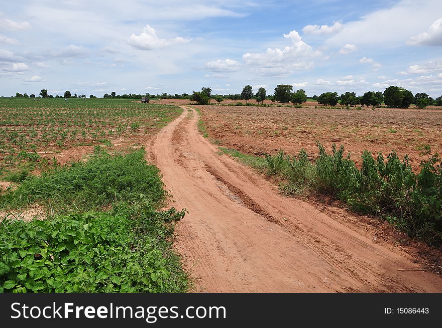 S curve road in cassava farm