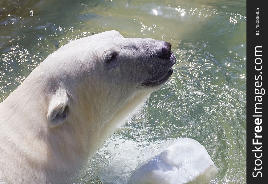 The head of a polar bear close up.
