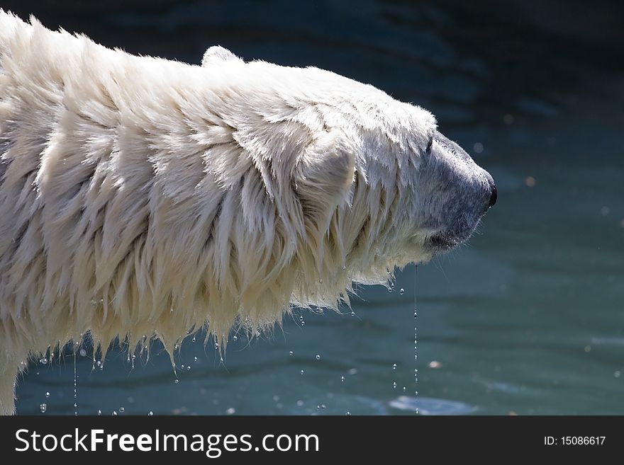 Polar Bear.