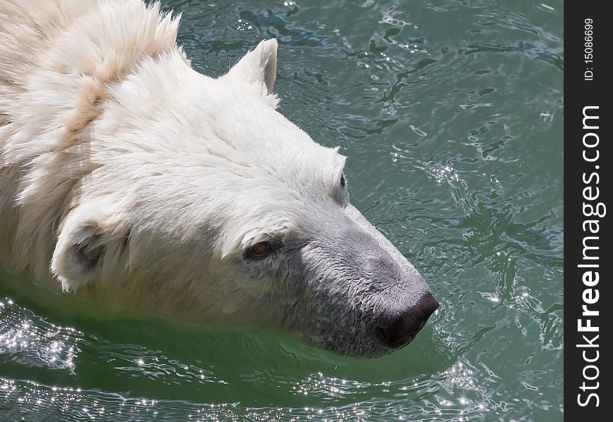 The head of a polar bear close up. The head of a polar bear close up.