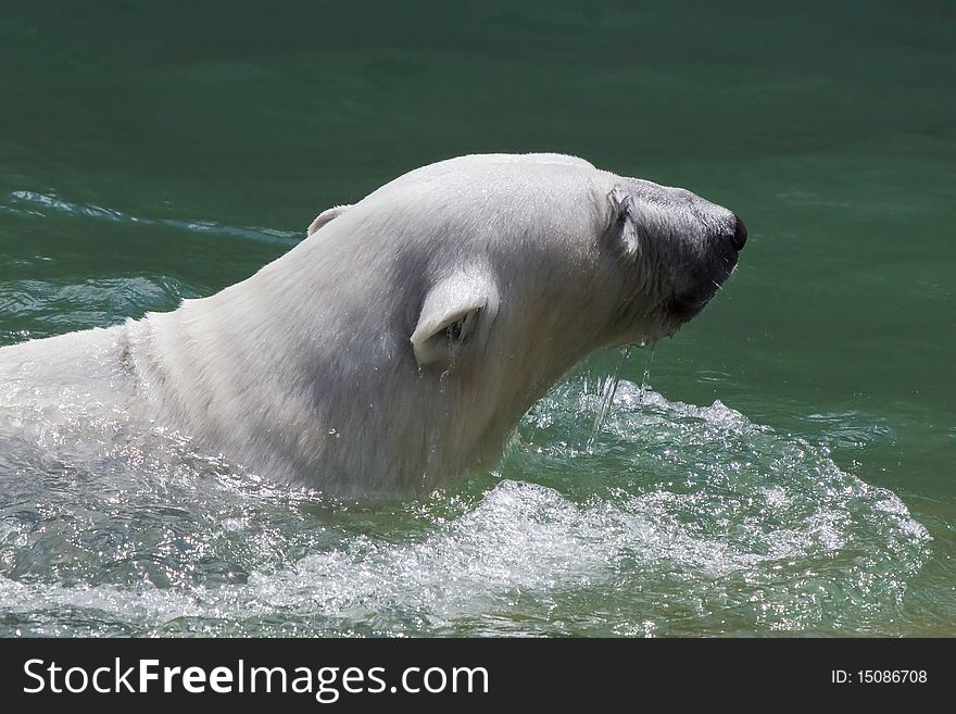 The head of a swimming polar bear close up.