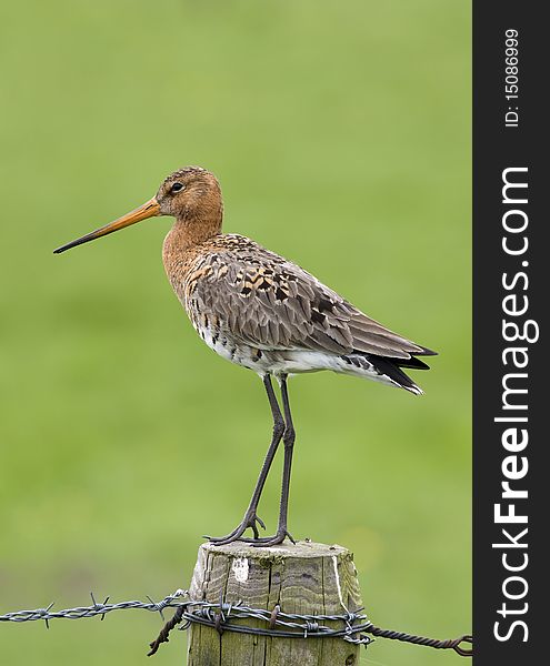 Godwit on a pole