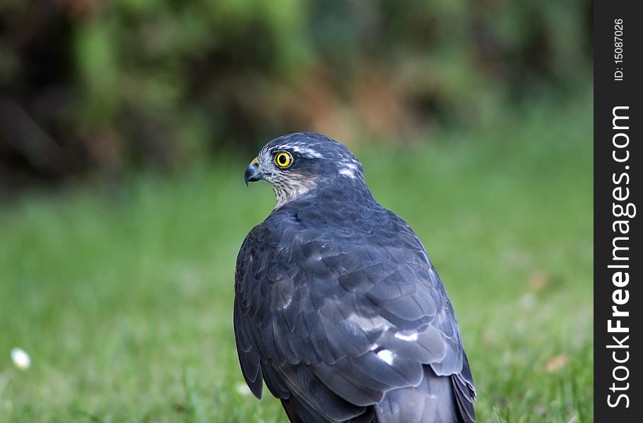 A sparrow hawk after a kill