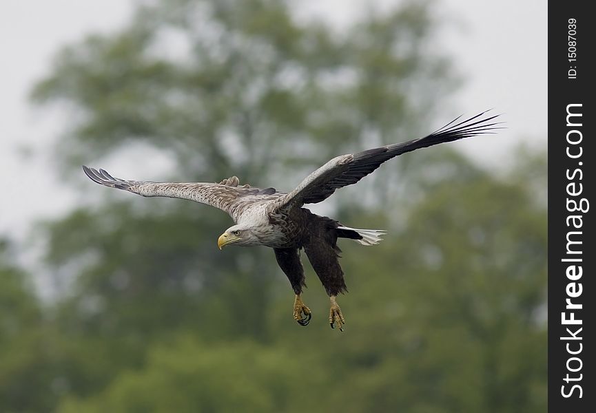 White-Tailed Eagle