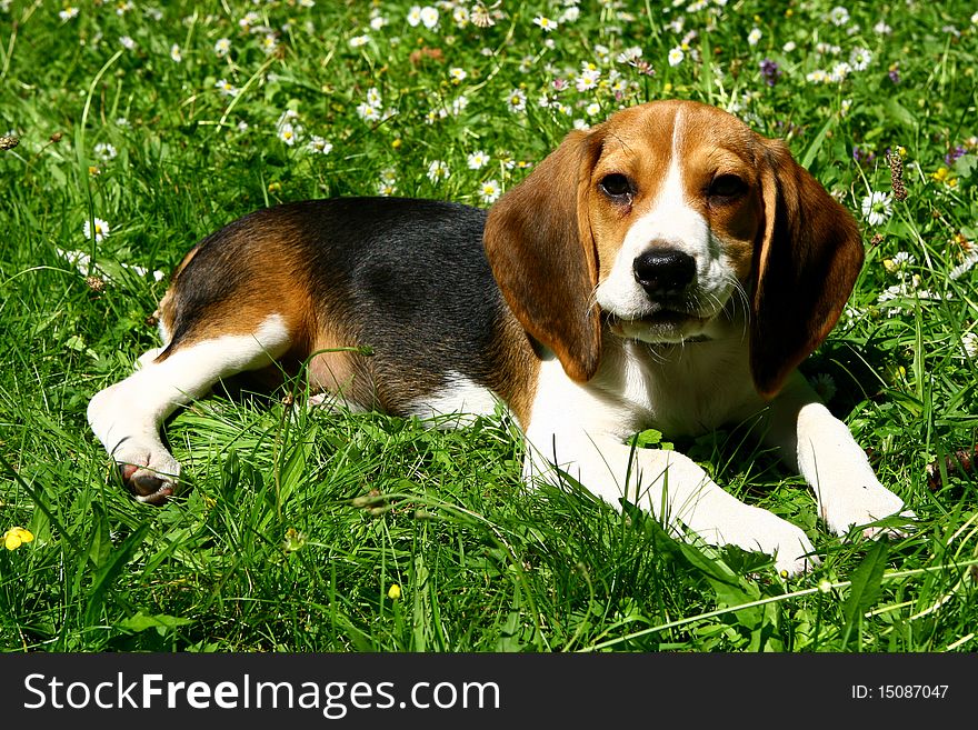 Funny Beagle Puppy In  Park