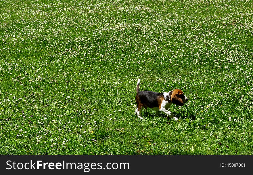 Funny beagle puppy in the park