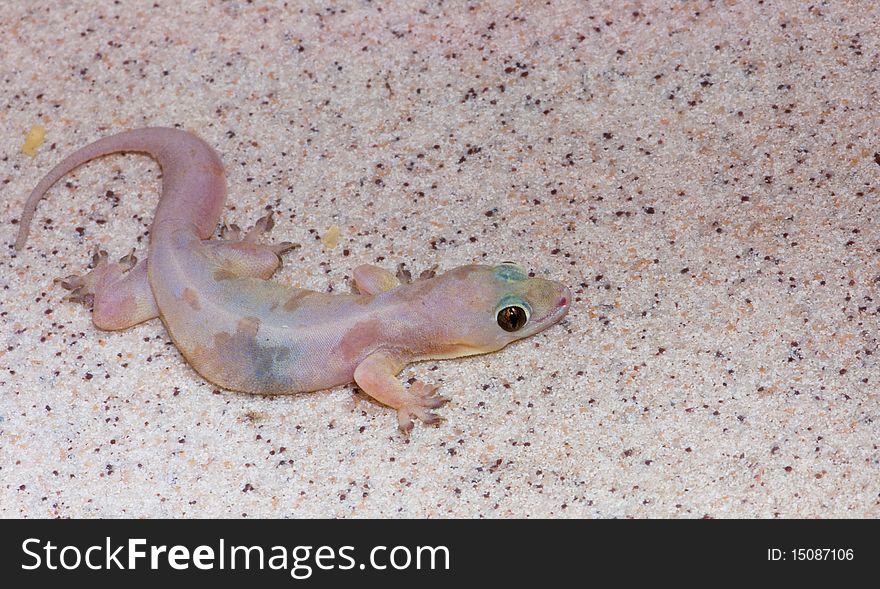 A Pale House Gecko on a Sink Background. A Pale House Gecko on a Sink Background