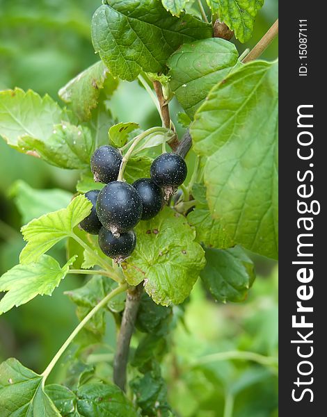 Berries of a currant among leaves on a branch in a garden. Berries of a currant among leaves on a branch in a garden