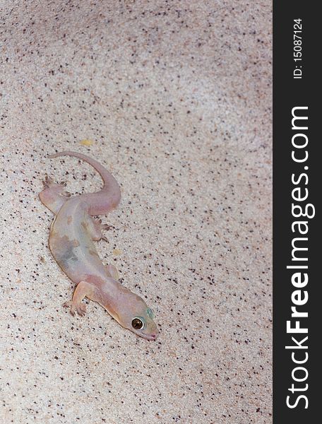 A Pale House Gecko on a Sink Background. A Pale House Gecko on a Sink Background