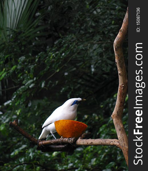 A bird eating on a branch. A bird eating on a branch