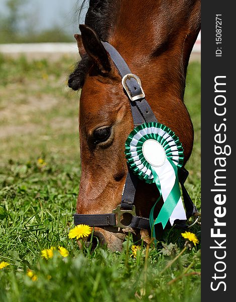 Pony with green rosette, eating grass