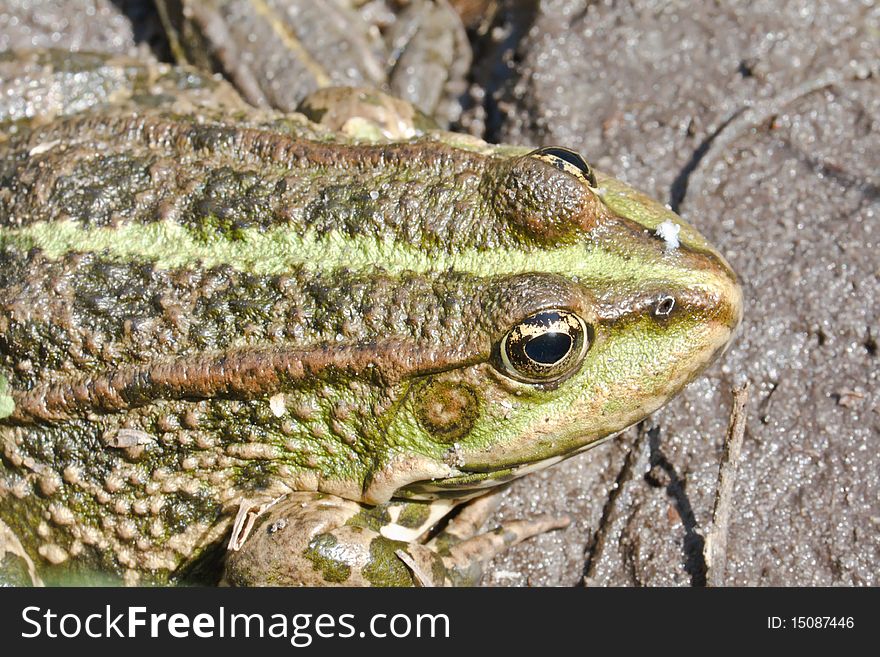 Frog in natural habitat (closeup). Frog in natural habitat (closeup)