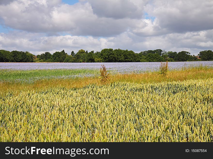 An English Rural Landscape in summer with fields of ripening wheat and Flax. An English Rural Landscape in summer with fields of ripening wheat and Flax